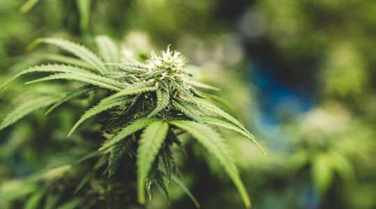 Fleur de CBD Amnesia dans une plantation