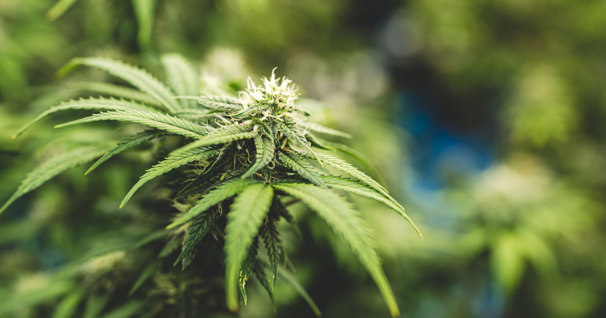 Fleur de CBD Amnesia dans une plantation